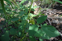 Rhynchosia suaveolens